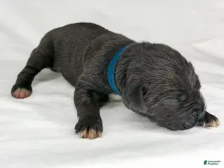 Cane Corso dogs for sale: Cane Corso Puppy 6 - Ad 2