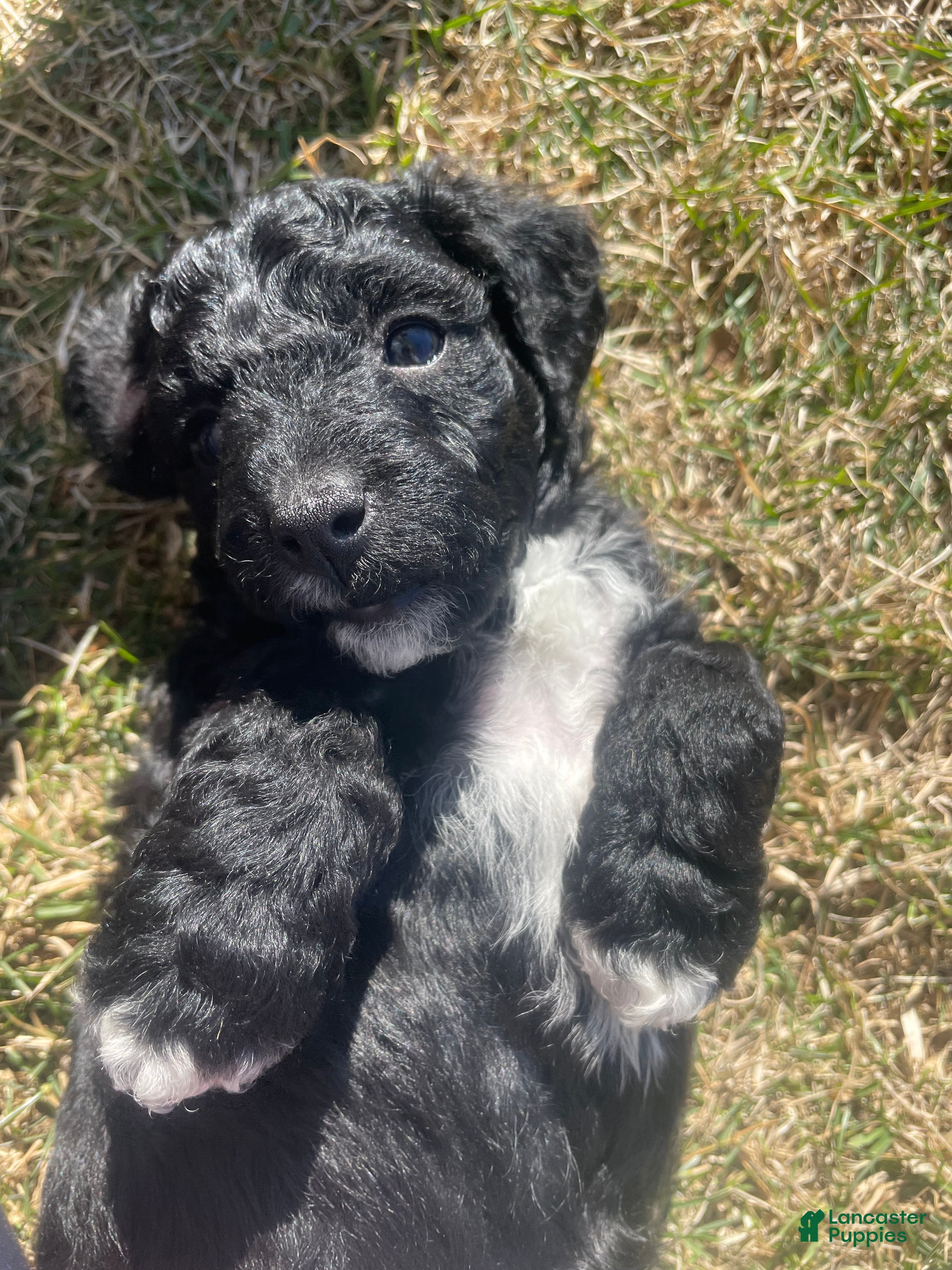 Labradoodle dogs Daisy - Ad 1