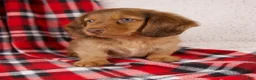 Dachshund dogs for sale: Evan - Ad 5