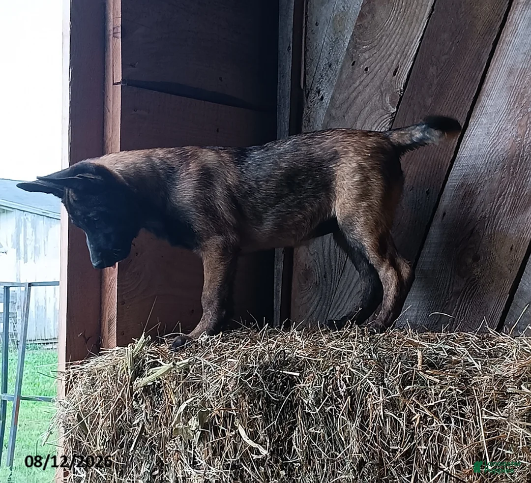 Belgian Malinois dogs for sale: Kim - Ad 3