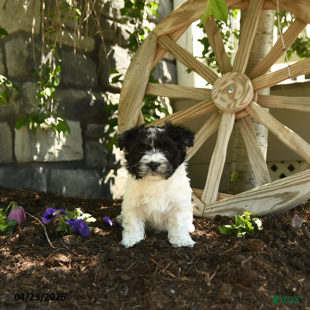 Havanese dogs for sale: Ferdinand - Ad 1