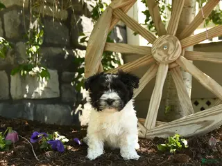 Havanese dogs for sale: Ferdinand - Ad 3