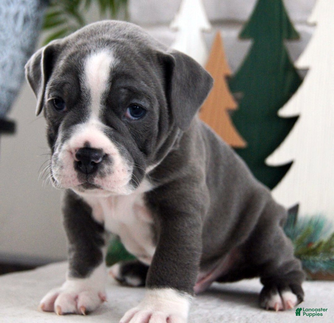 Olde English Bulldogge dogs for sale: Pepsi - Ad 2