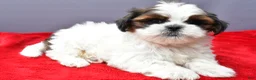 Shih Tzu dogs for sale: Sandy - Ad 7