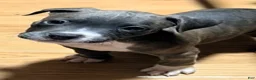 American Bully dogs for sale: "AALIYAH" BLUE NOSE - Ad 4