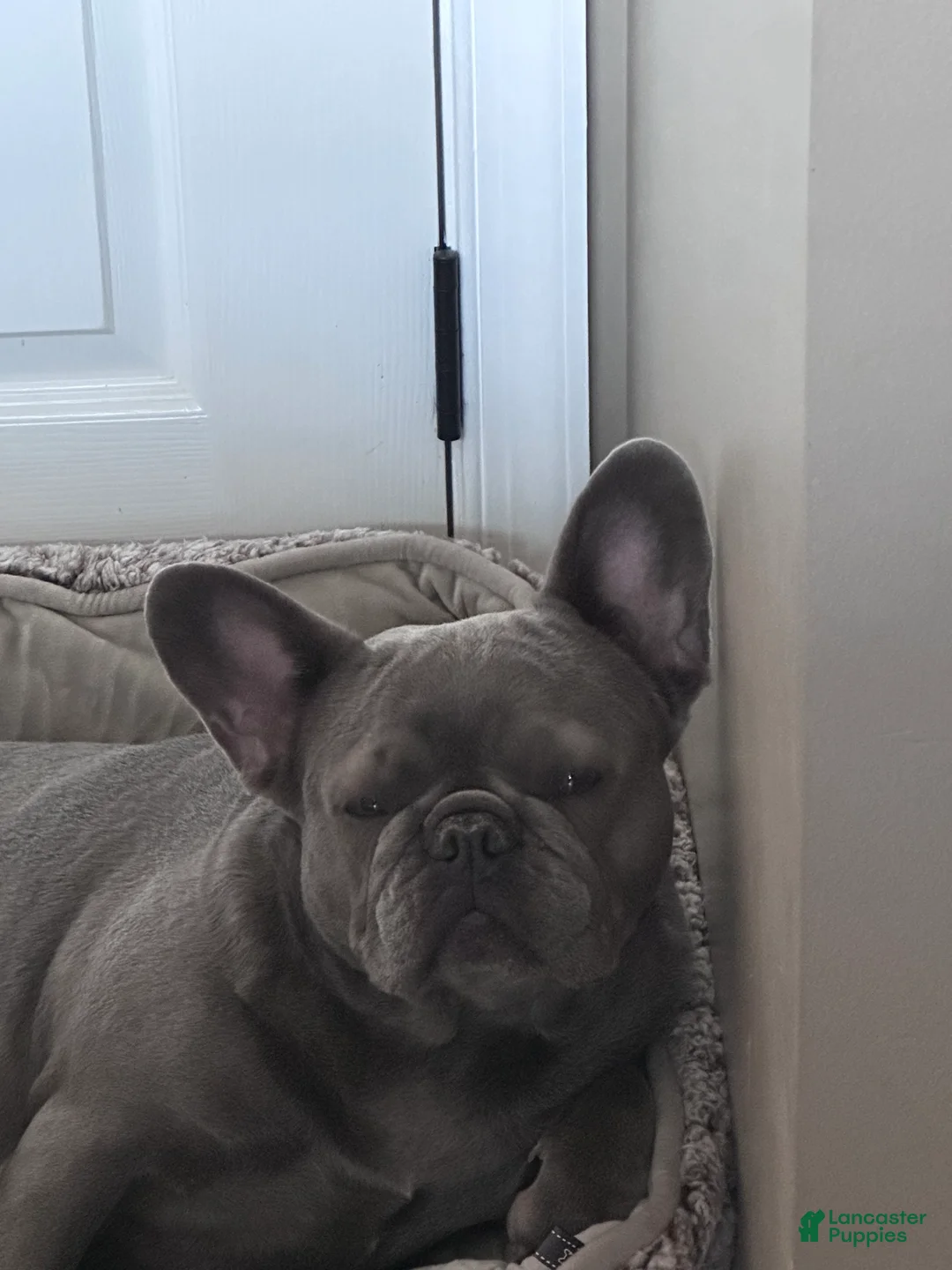 French Bulldog dogs for sale: French Bulldog Puppy 1 - Ad 2