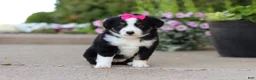 Miniature Australian Shepherd dogs for sale: Eliza - Ad 5