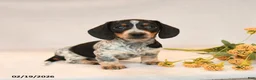 Miniature Dachshund dogs for sale: Oreo - Ad 5