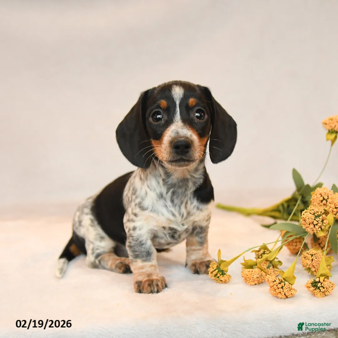 Miniature Dachshund dogs for sale: Oreo - Ad 5
