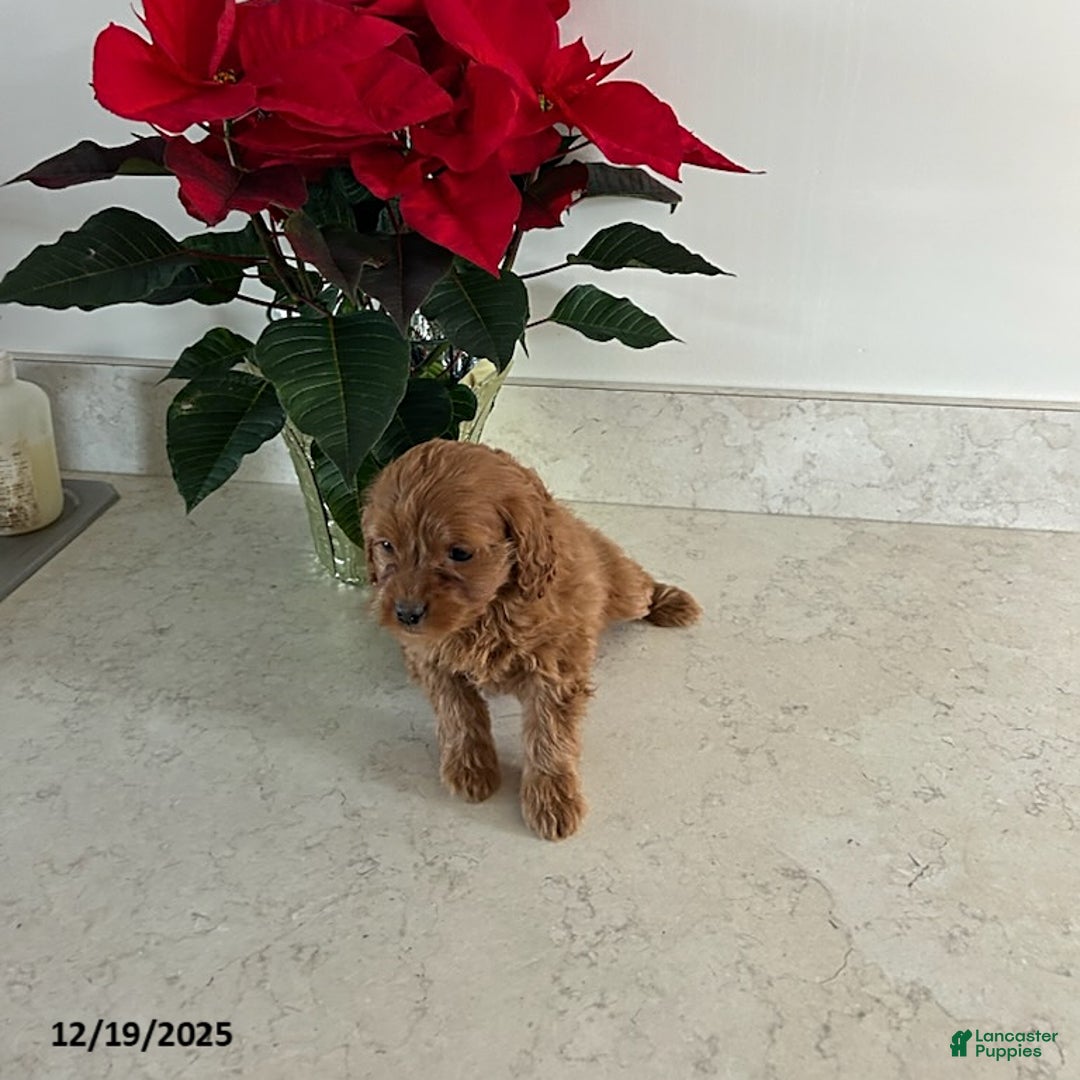 Cavapoo dogs for sale: Tinker - Ad 3