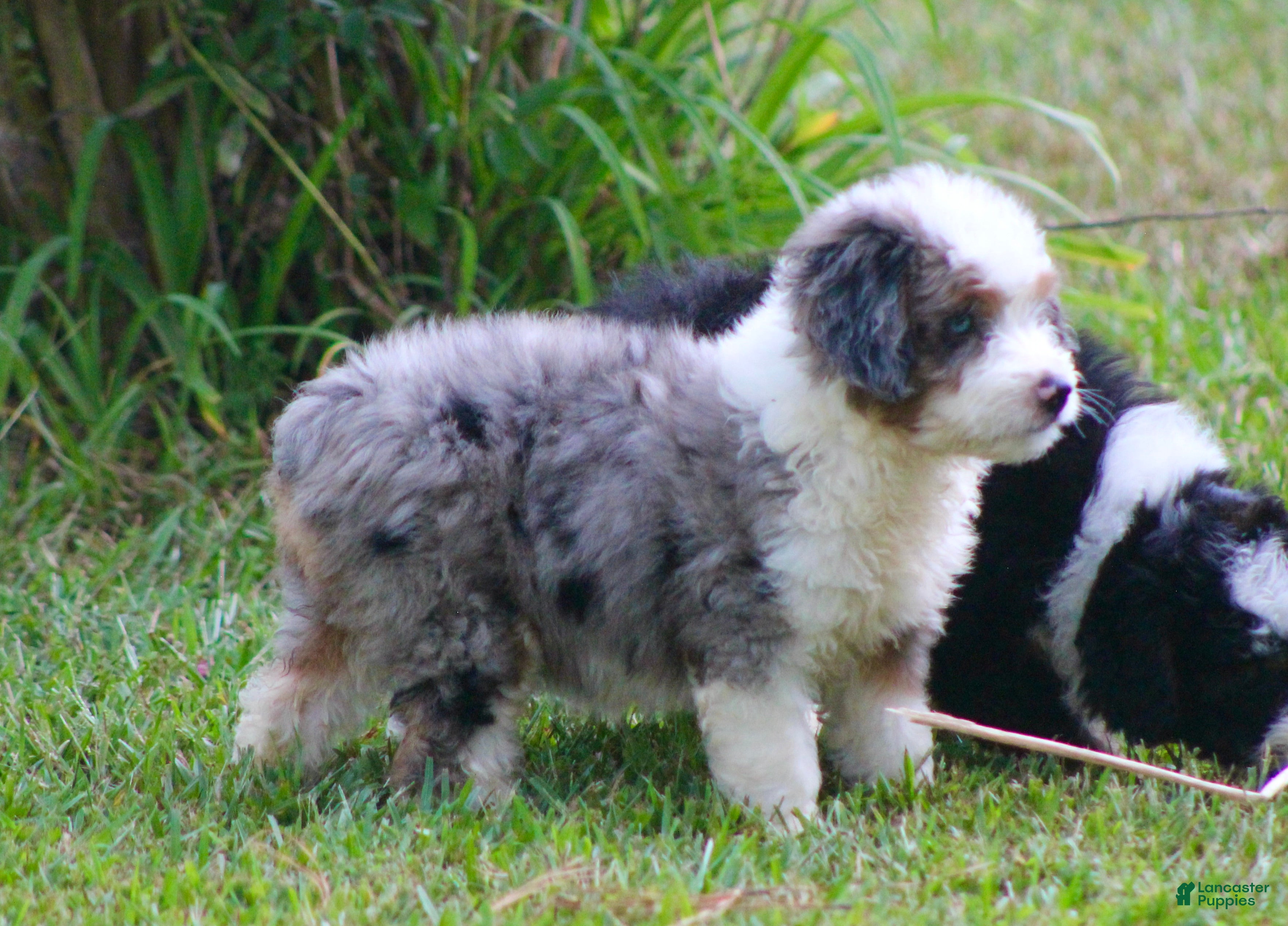 Aussiedoodle dogs Kaci - Ad 1