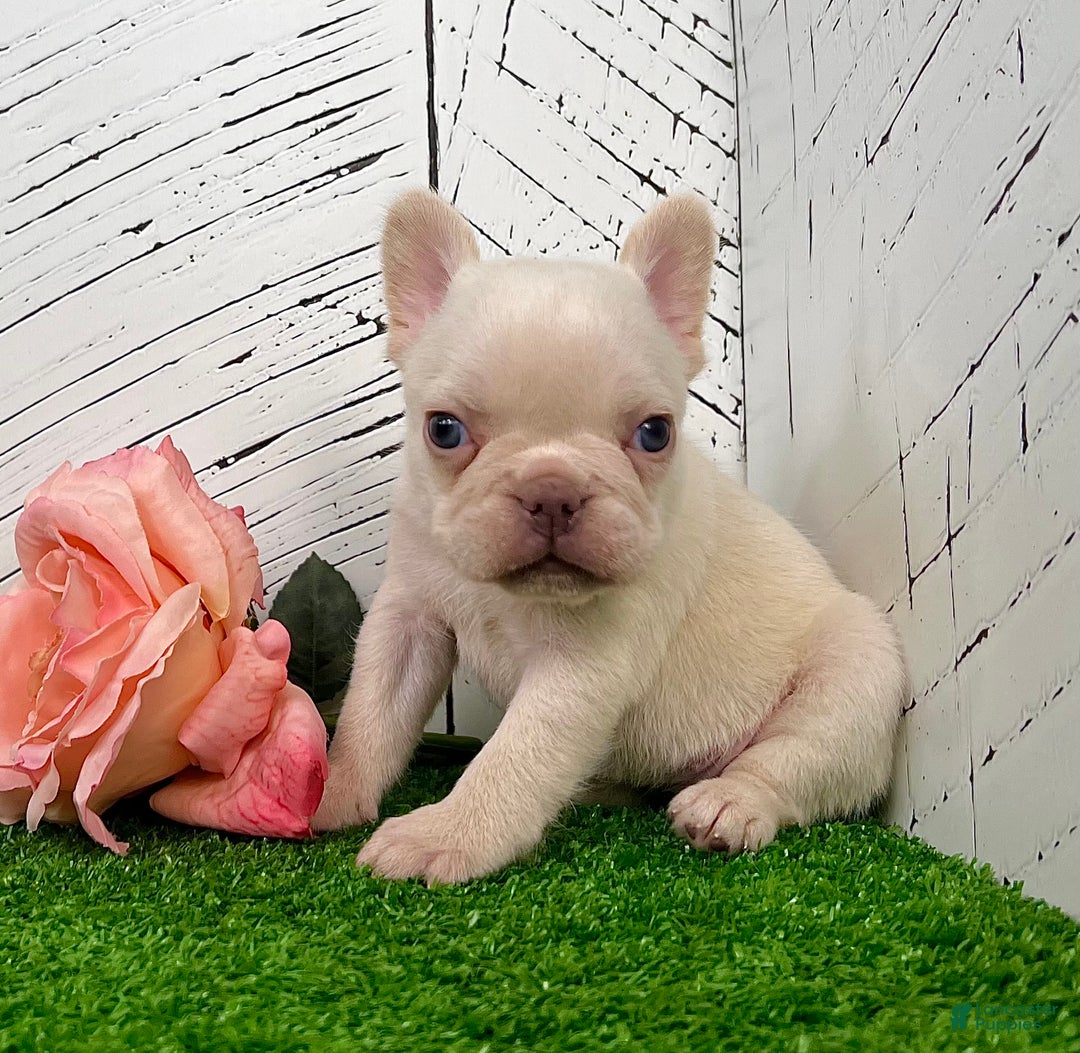 French Bulldog dogs for sale: Dolly - Ad 3