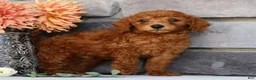 Miniature Poodle dogs for sale: Nash - Ad 6