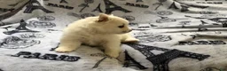 Pomeranian dogs for sale: Linen - Ad 7