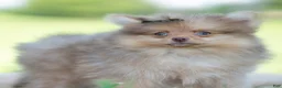 Pomeranian dogs for sale: Gio - Ad 9