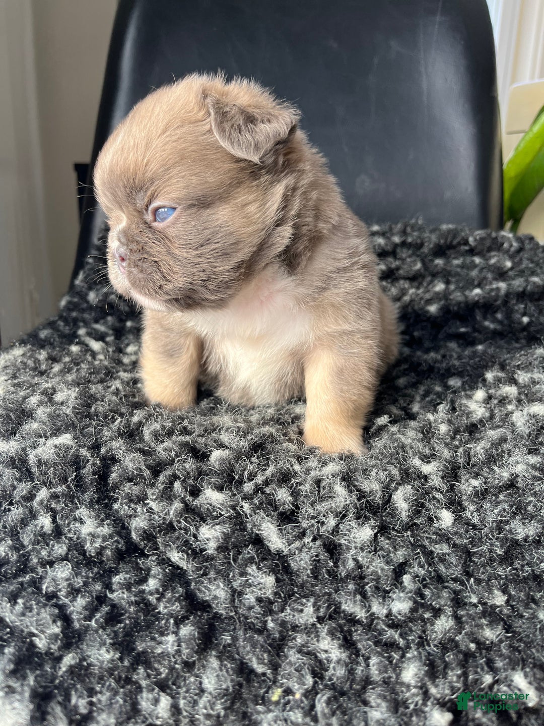 French Bulldog dogs for sale: Duke - Ad 7
