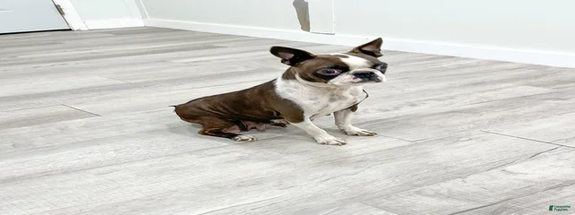 Maggie
