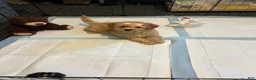 Toy Poodle dogs for sale: Lola  - Ad 7