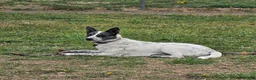 Mixed Breed dogs for sale: Mixed Breed 3 - Ad 2