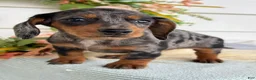 Miniature Dachshund dogs for sale: Jubilee - Ad 20