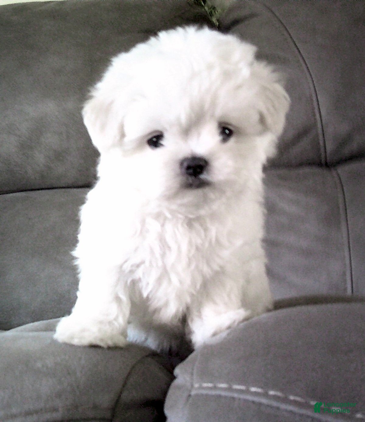 Maltese dogs for sale: Brent - Ad 2