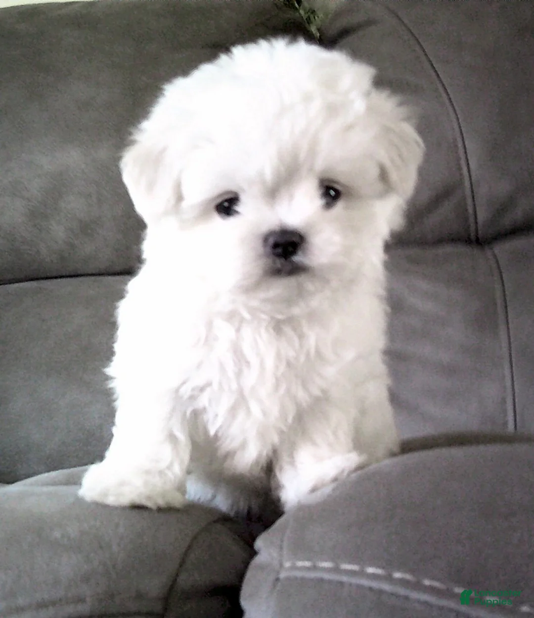 Maltese dogs for sale: Brent - Ad 2