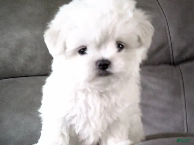 Maltese dogs for sale: Brent - Ad 2