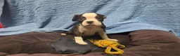 Mixed Breed dogs for sale: Cider - Ad 11