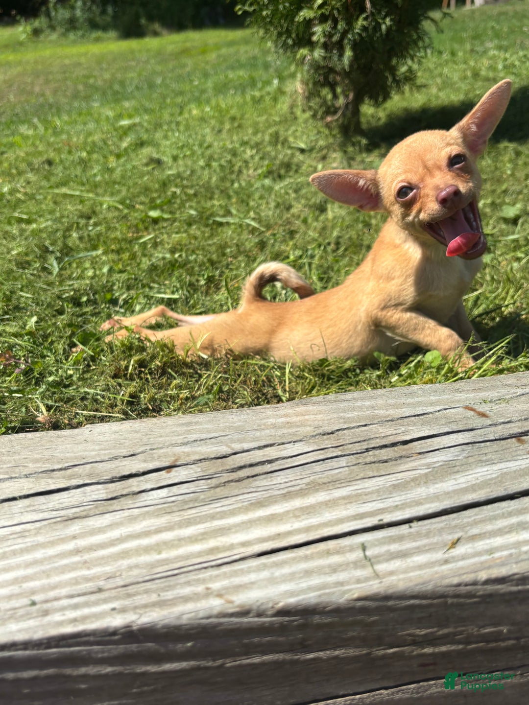 Chihuahua dogs for sale: Genny - Ad 2