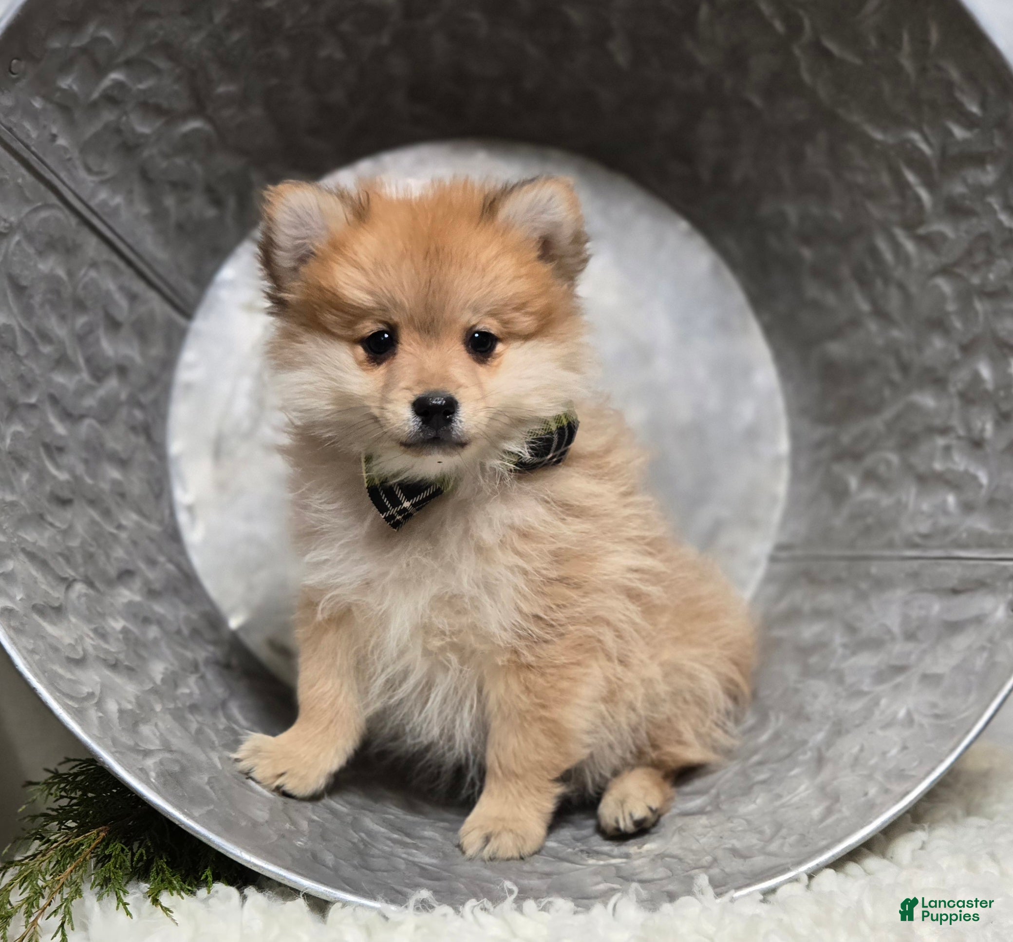 Pomeranian dogs Ticker - Ad 35