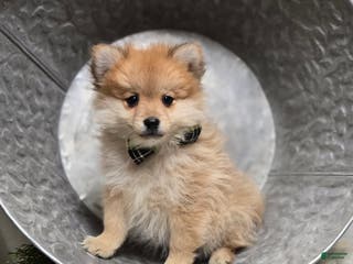 Pomeranian dogs Ticker - Ad 42