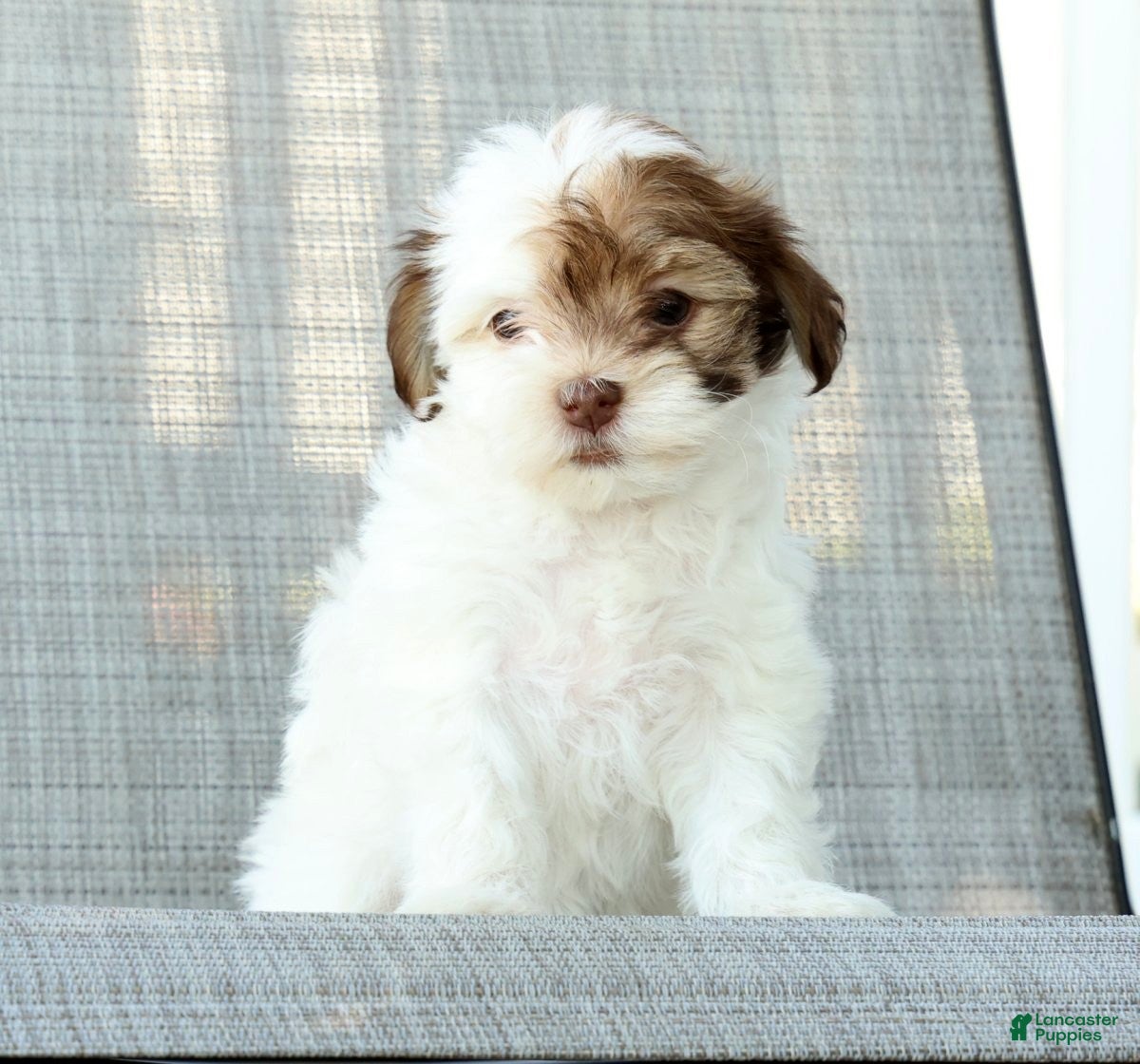 Havanese dogs for sale: Lula - Ad 9
