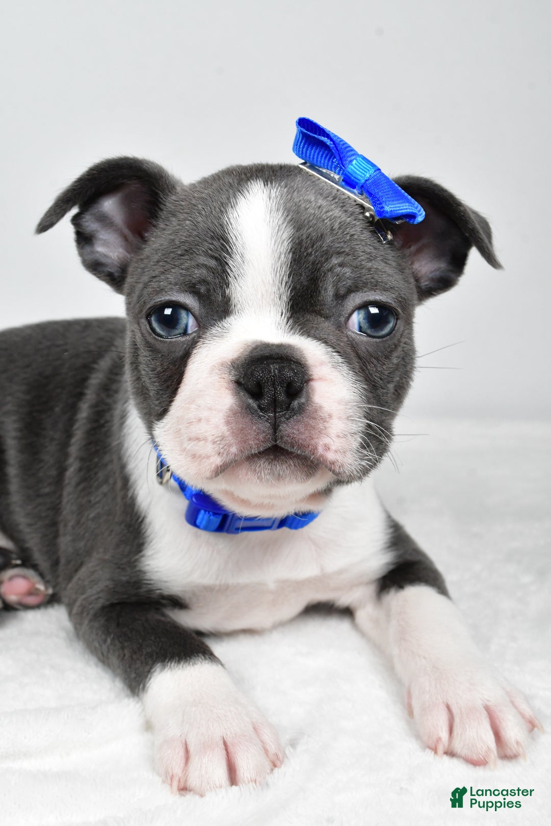 Boston Terrier dogs for sale: Griffin - Ad 3