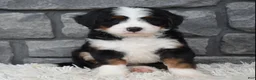 Mini Bernedoodle dogs for sale: Cinnamon  - Ad 8