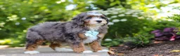 Mini Bernedoodle dogs for sale: Koda - Ad 3