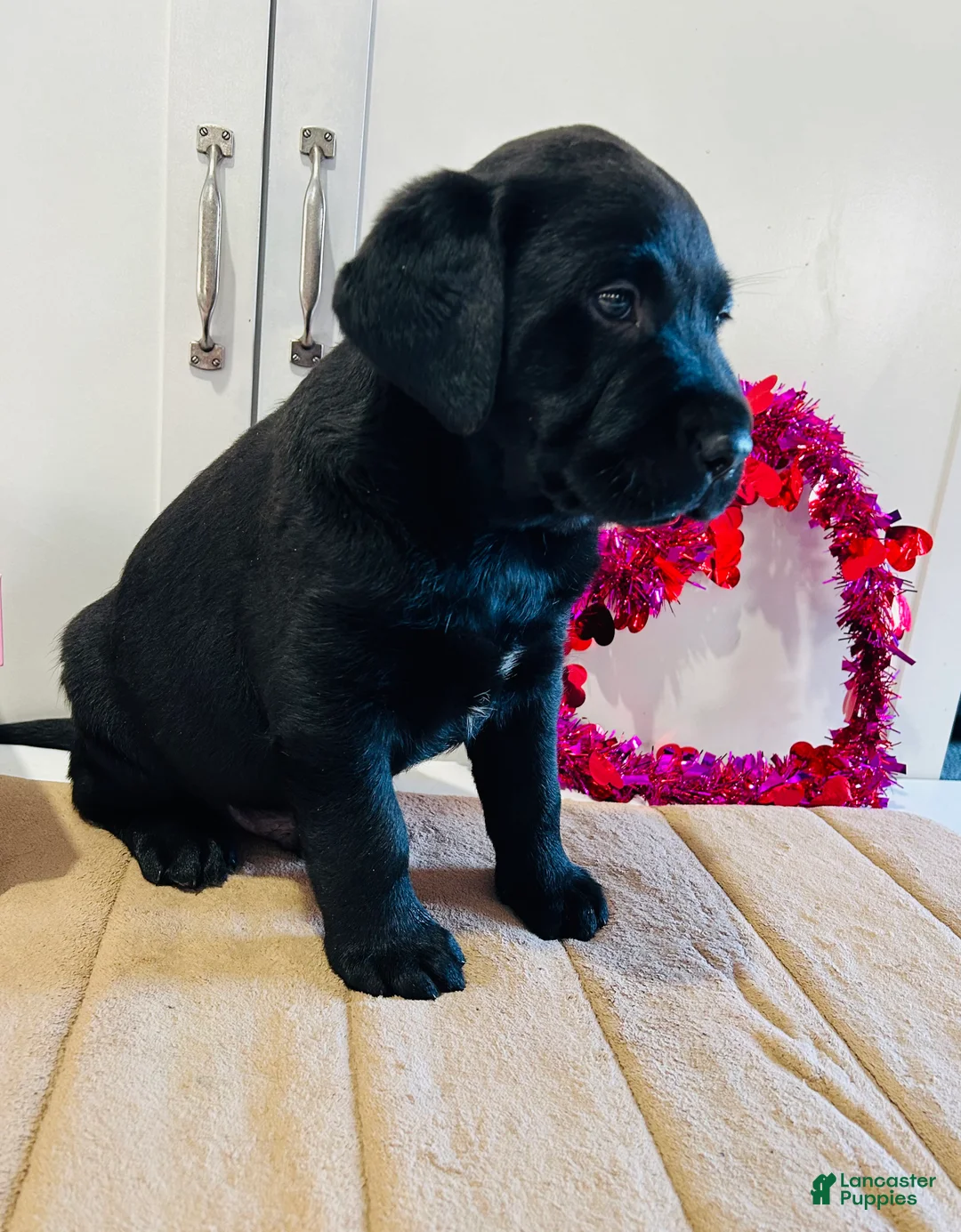 Labrador Retriever dogs for sale: Badger - Ad 6