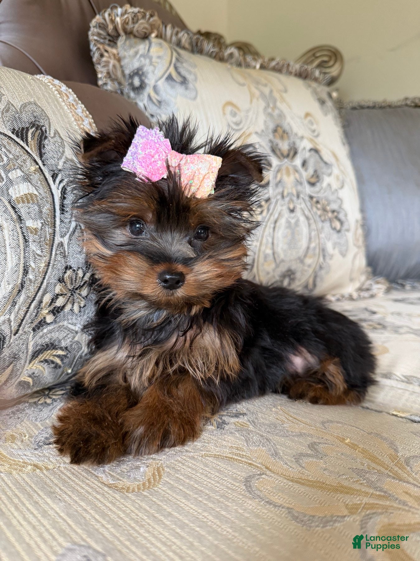Yorkshire Terrier dogs Nola - Ad 1