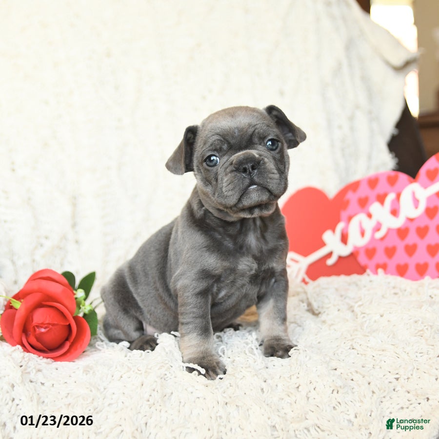 French Bulldog dogs Bronco - Ad 2