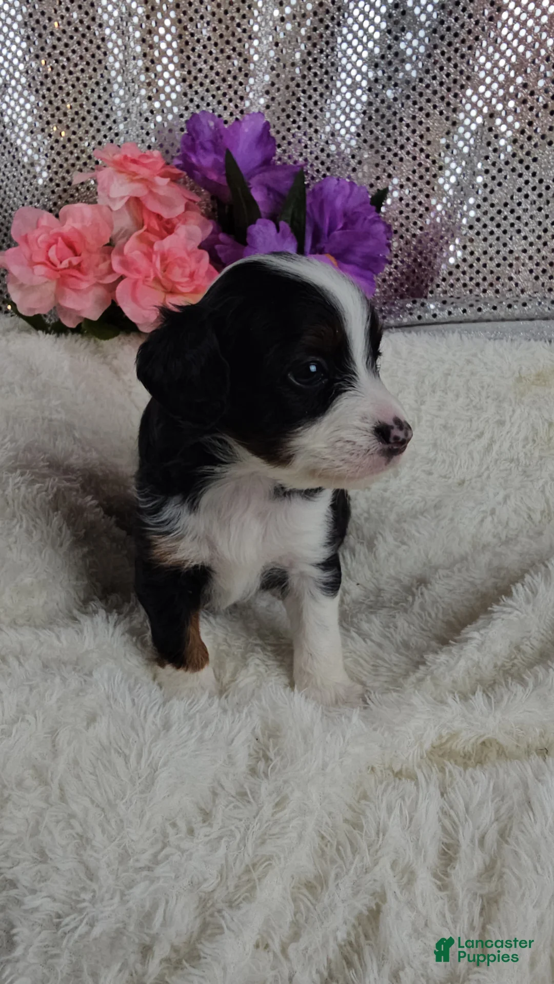 Mini Aussiedoodle dogs for sale: Rosalie - Ad 2