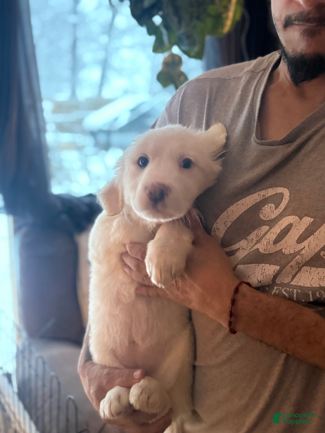 Great Pyrenees dogs for sale: Great Pyrenees Puppy 1 - Ad 2