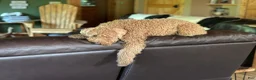Mini Goldendoodle dogs for sale: Pink Collar - Ad 7