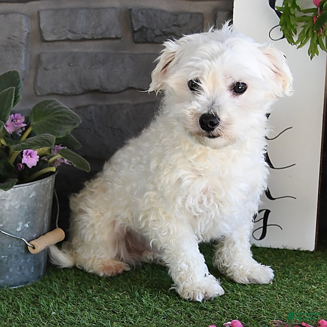 Maltipoo dogs for sale: Lilly Rose - Ad 7