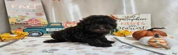 Miniature Poodle dogs for sale: Armstrong J. - Ad 7