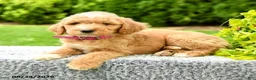 Mini Goldendoodle dogs for sale: Harley - Ad 4