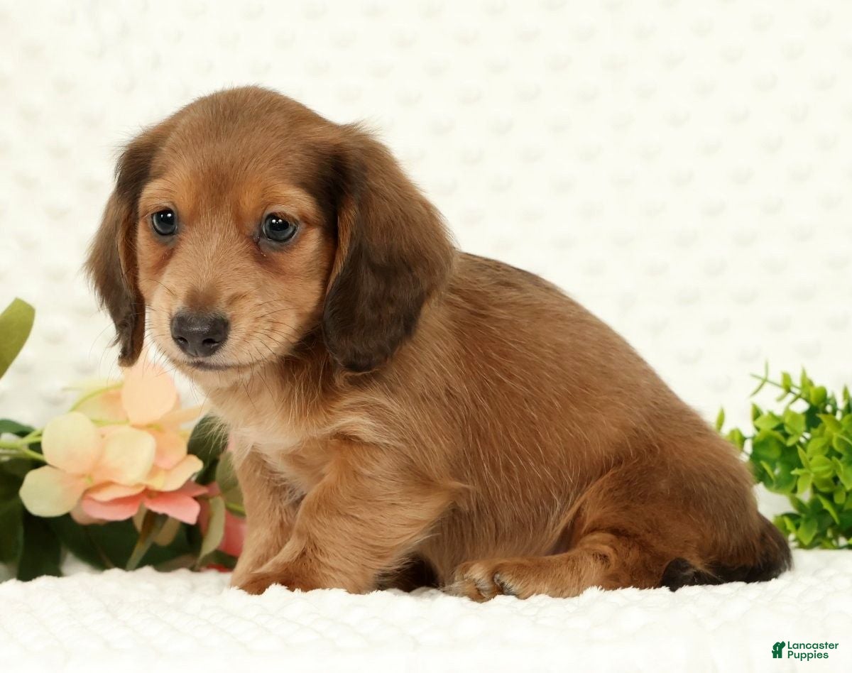 Miniature Dachshund dogs for sale: Scott - Ad 3