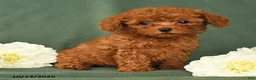 Toy Poodle dogs for sale: Henry - Ad 3