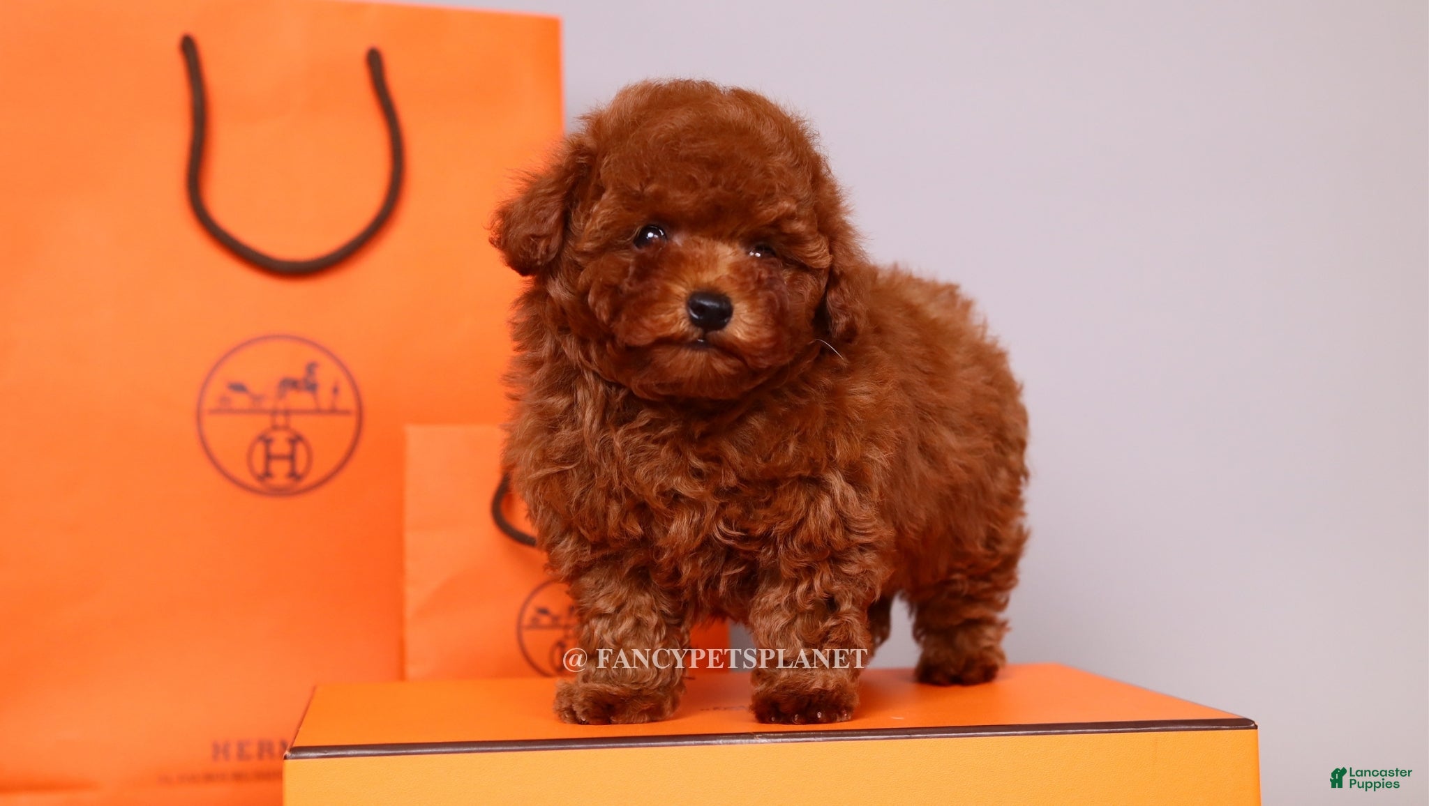 Toy Poodle dogs HERMES Teacup Toy Poodle Puppy - Ad 2