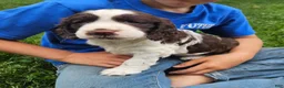 English Springer Spaniel dogs for sale: Carmen - Ad 3