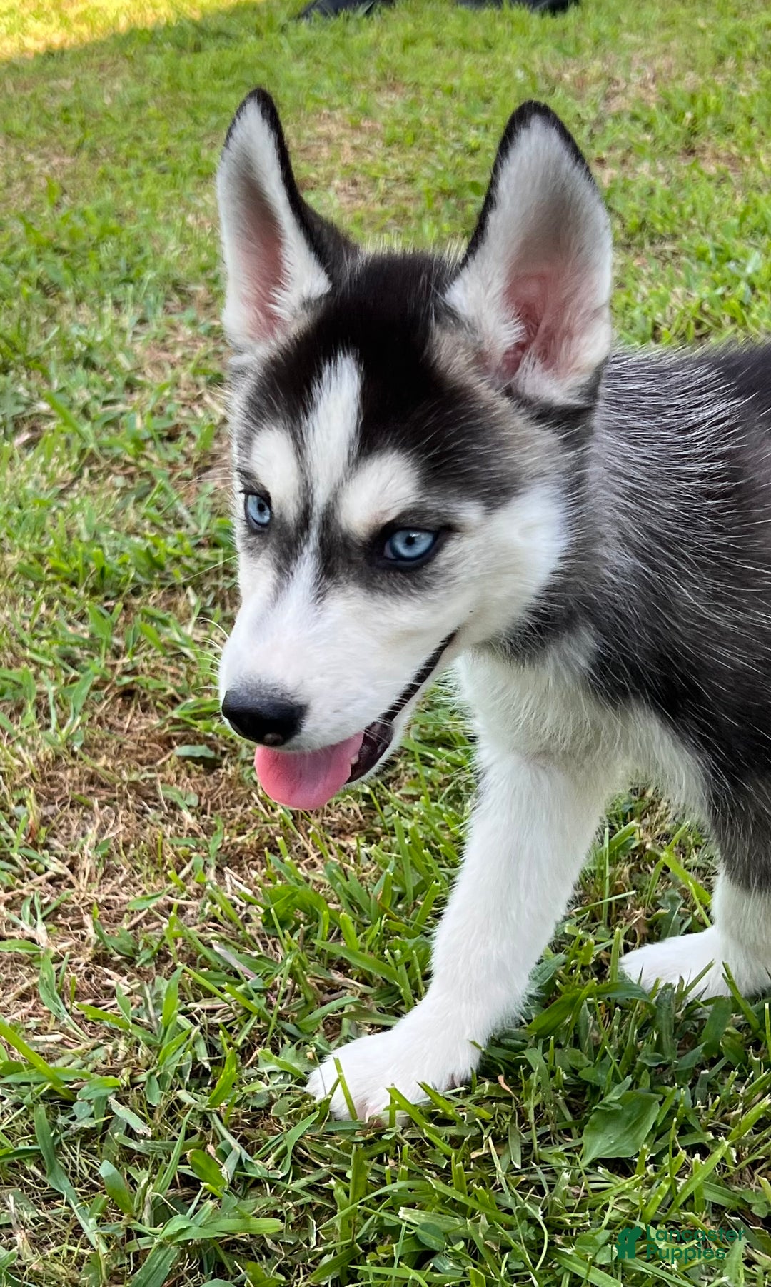 Husky Puppy Husky Breeding 101 Siberian Husky Price In Mumbai Saee
