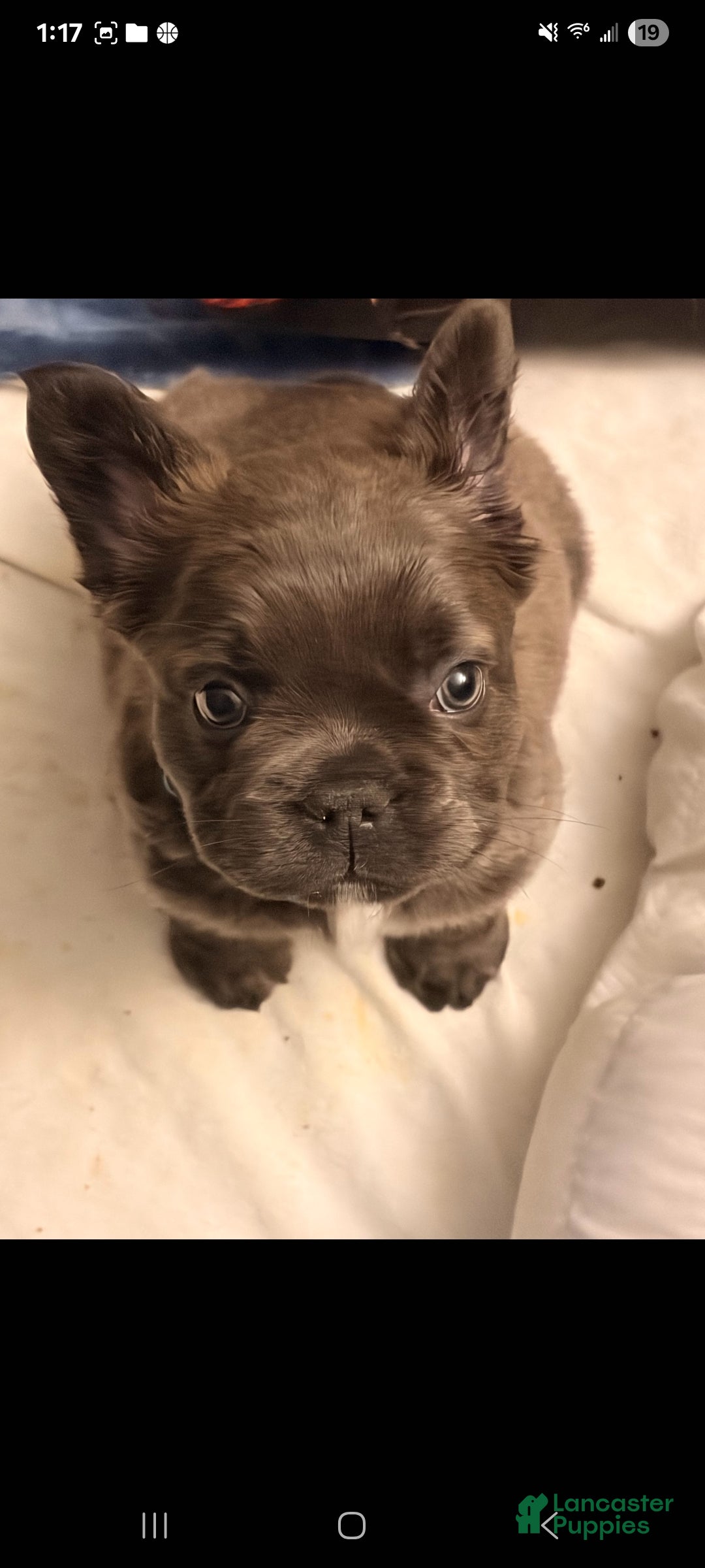French Bulldog dogs Sumo - Ad 14